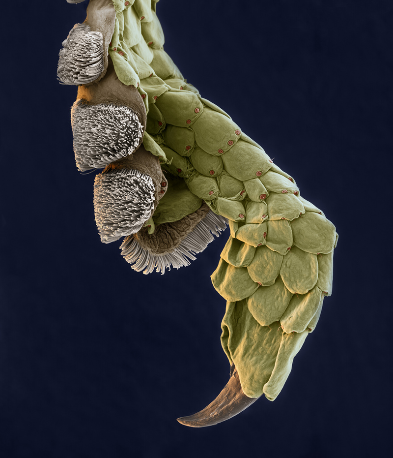 Illustration for article titled Photos of the Amazing and Gruesome World Under a Microscope
